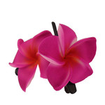 2" Foam Plumeria Hair Clip,  Fuchsia Set of 2
