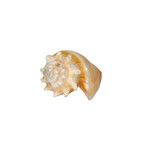 3 Inch Fighting Conch Shell