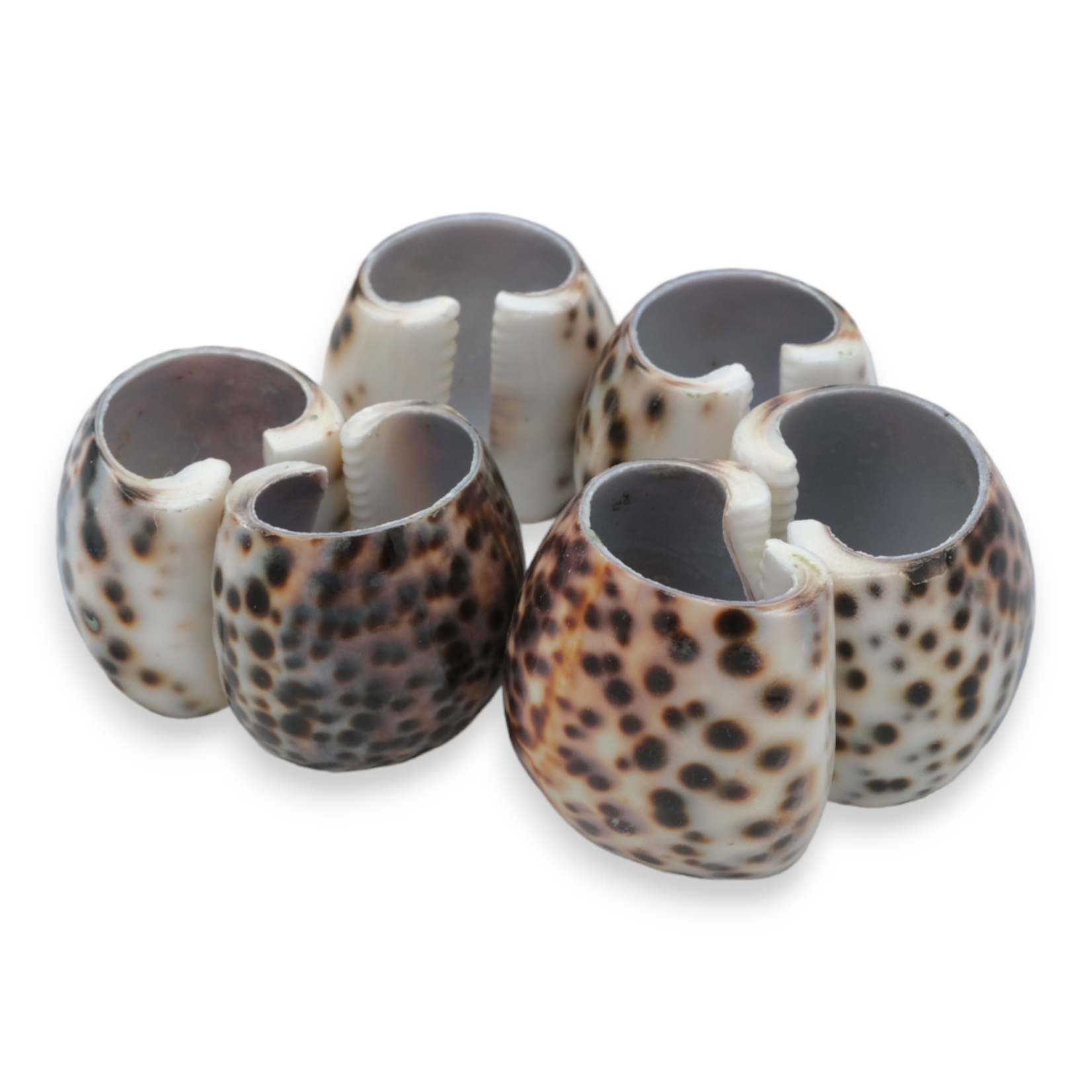 Hand Made Cowrie Shell Napkin Ring Set of 6
