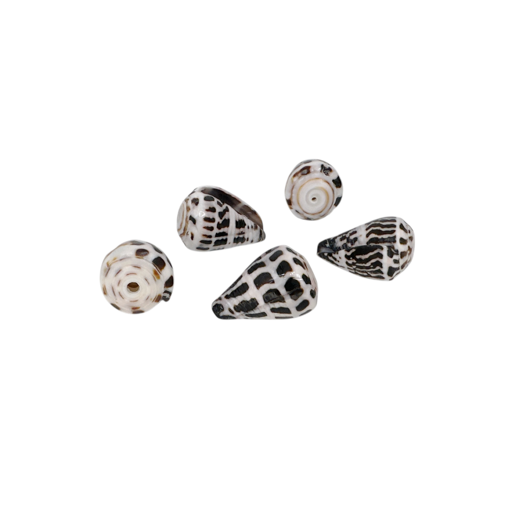 2.0-2.5cm Drilled Hebrew Shell Pack of 5