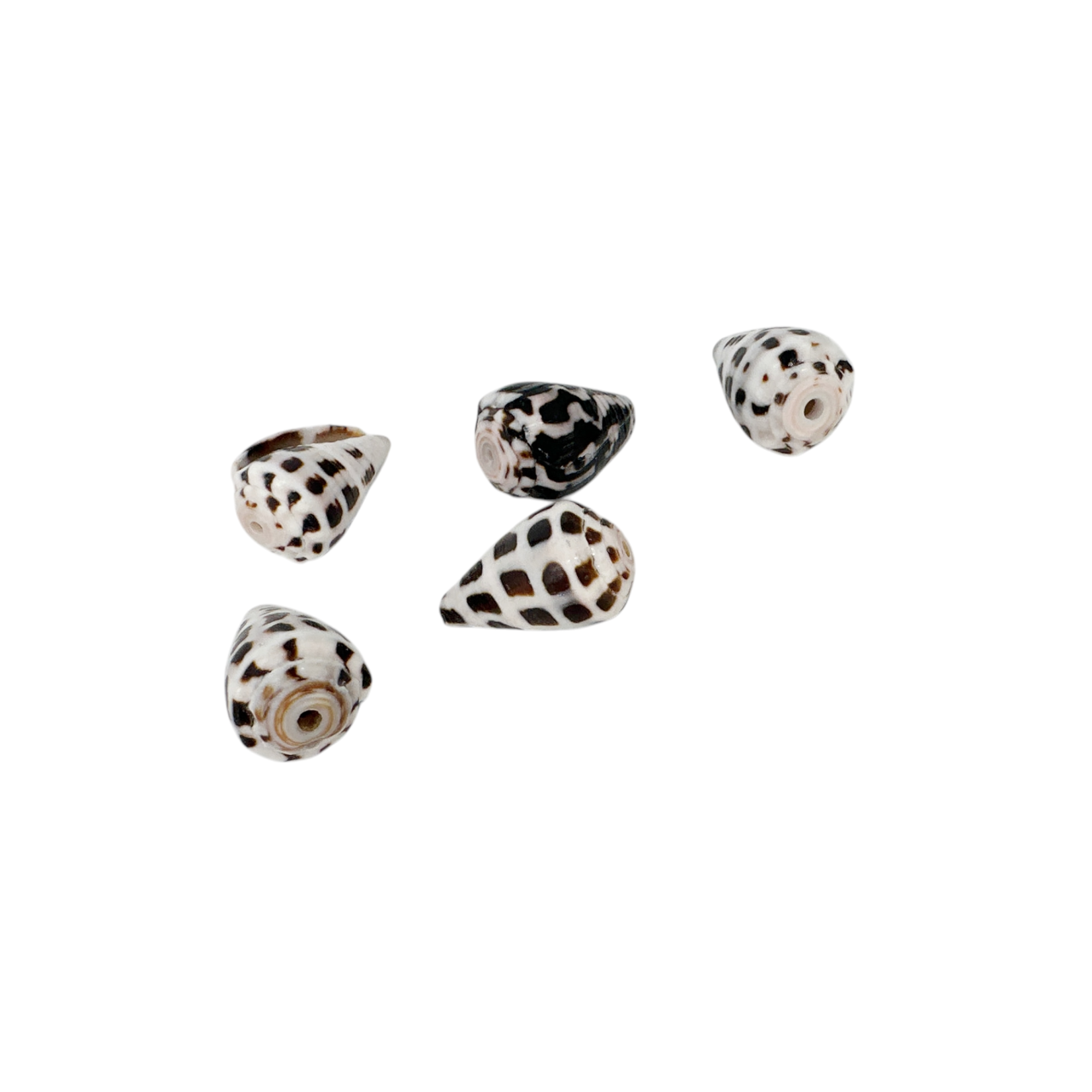 1.6-2.0cm Drilled Hebrew Shell Pack of 5