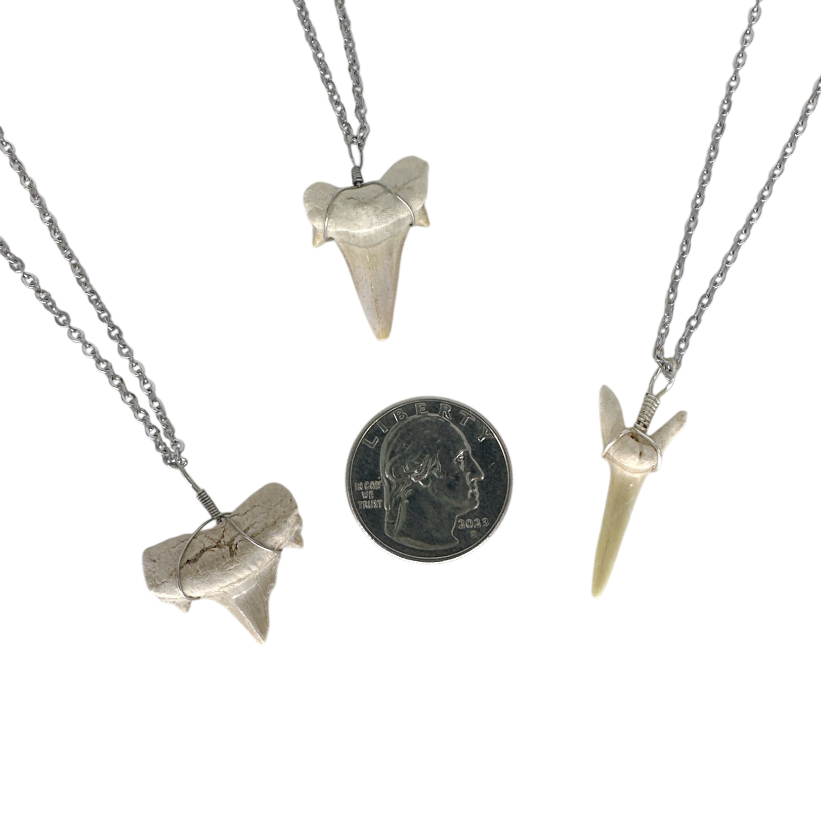 Shark Tooth Pendant on Stainless Steel Chain