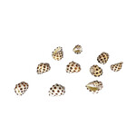 1.3-1.5cm Drilled Drupe Shell Pack of 10