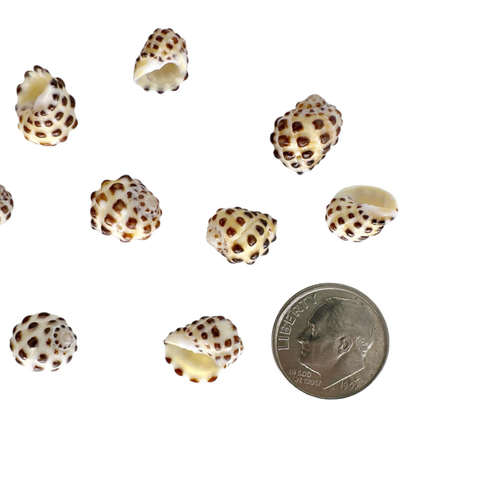 1.3-1.5cm Drilled Drupe Shell Pack of 10