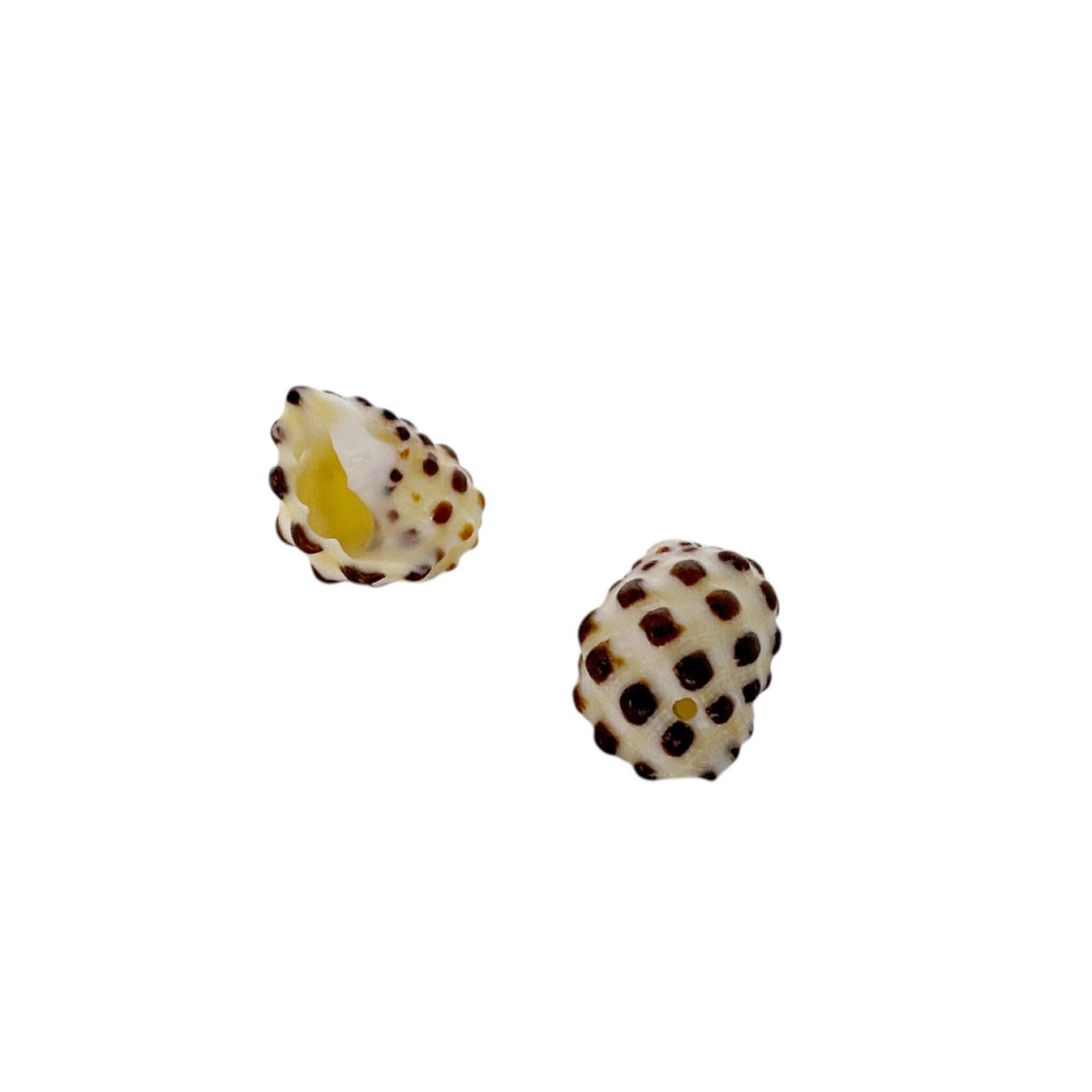 1.3-1.5cm Drilled Drupe Shell Pack of 10