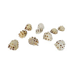 1.6-2cm Drilled Drupe Shell Pack of 10