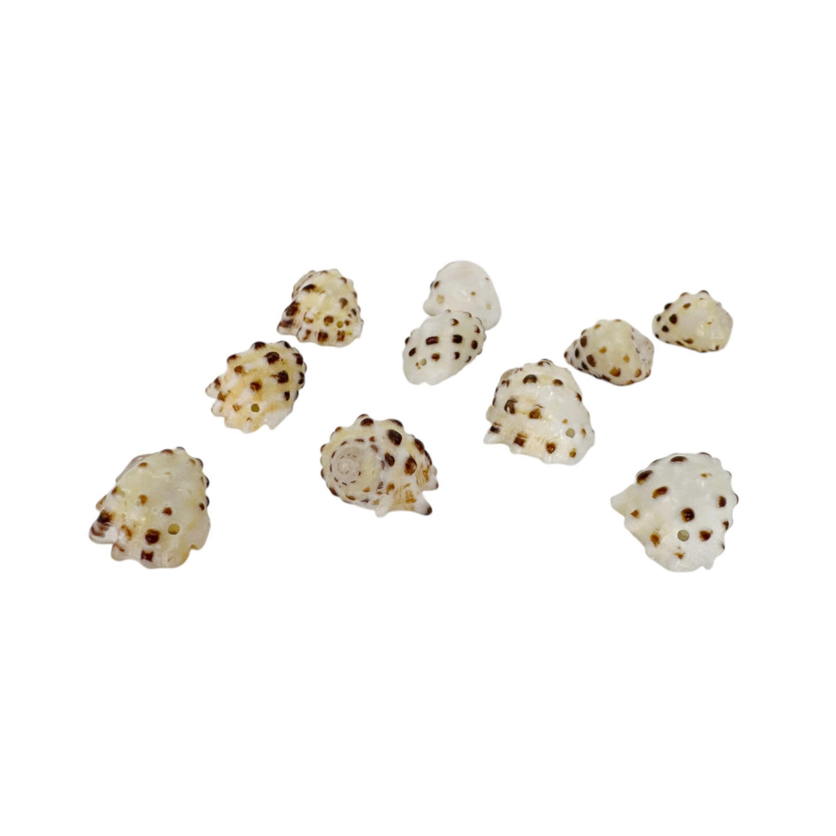 1.6-2cm Drilled Drupe Shell Pack of 10