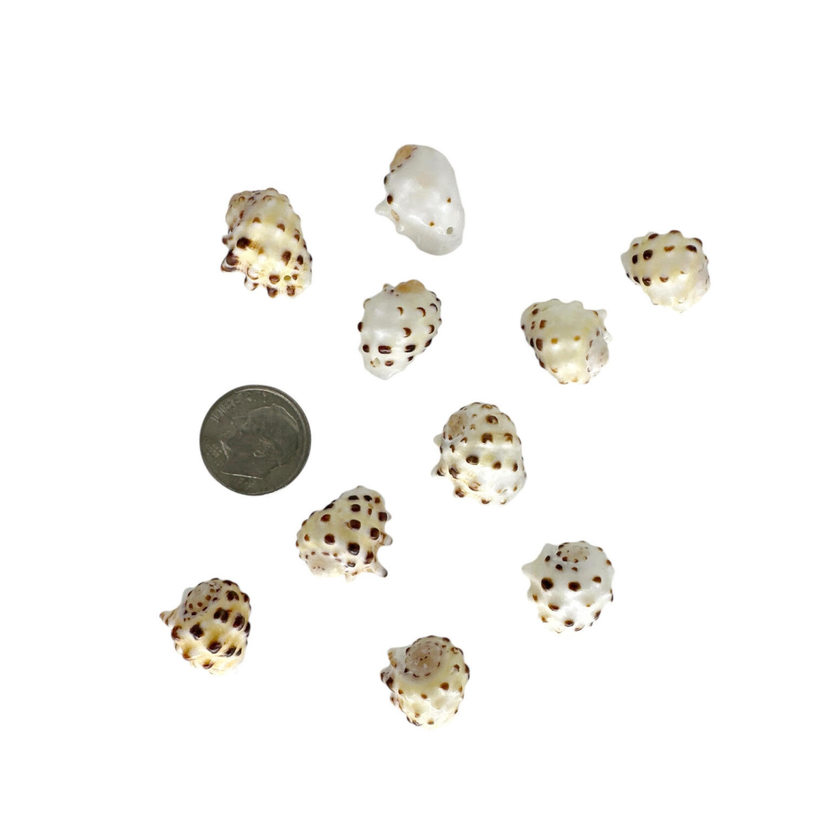 1.6-2cm Drilled Drupe Shell Pack of 10