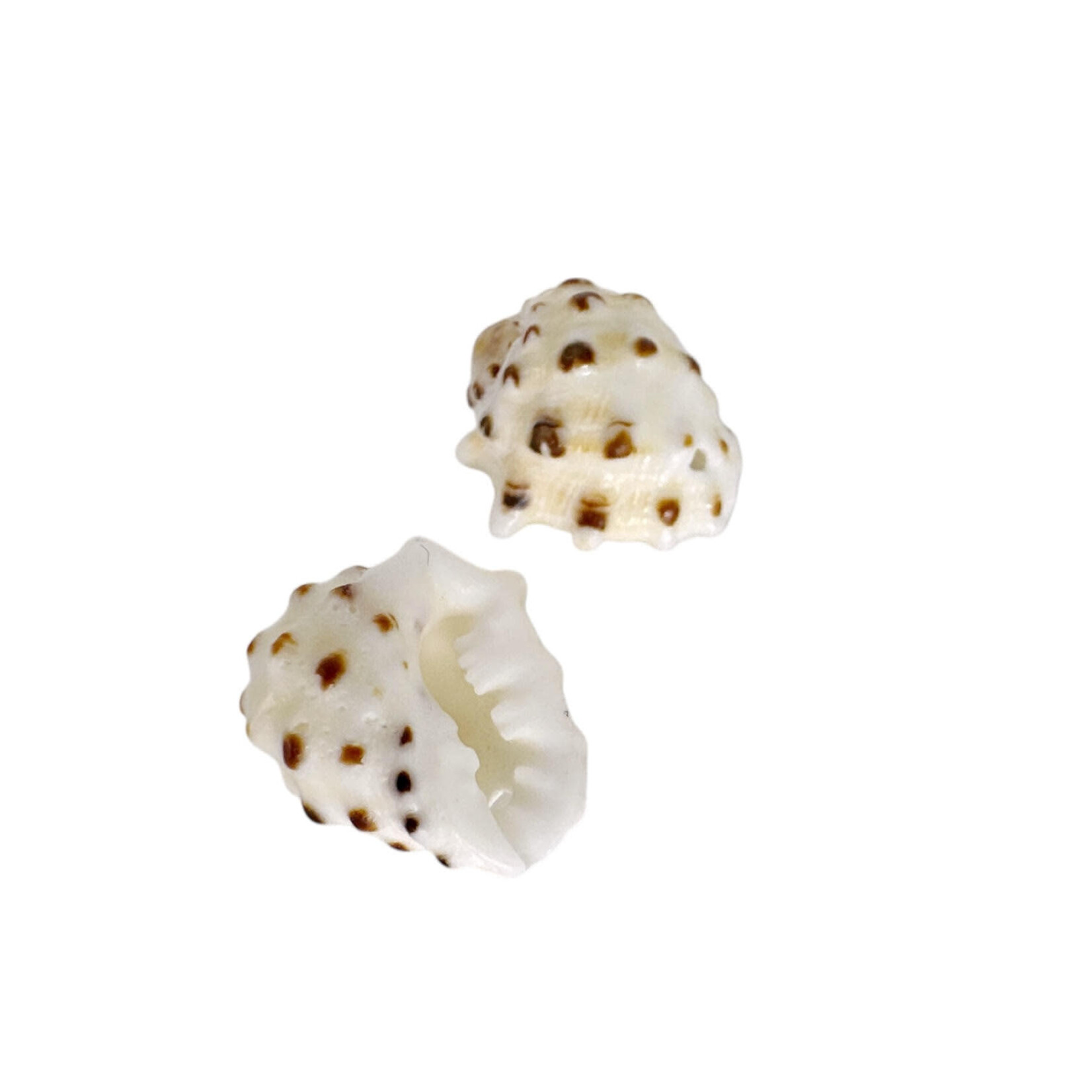 1.6-2cm Drilled Drupe Shell Pack of 10