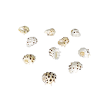 2-2.5cm Drilled Drupe Shell Pack of 10
