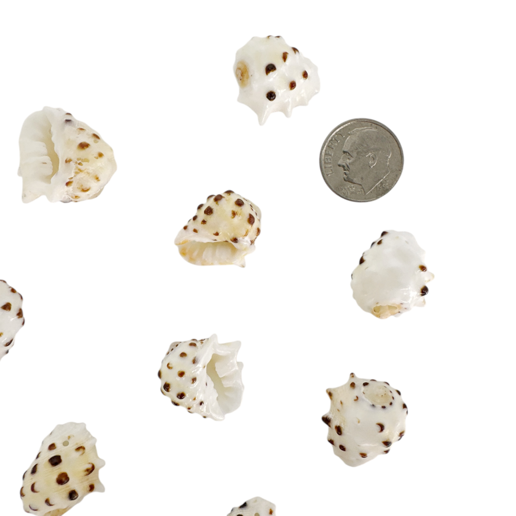 2-2.5cm Drilled Drupe Shell Pack of 10