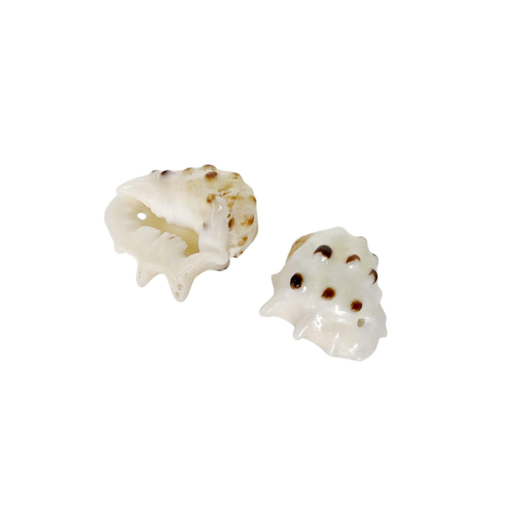 2-2.5cm Drilled Drupe Shell Pack of 10