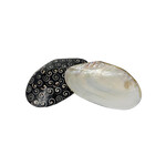 Large Shell Dish with Luana Back