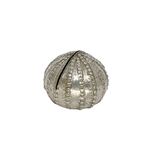 Bronze Sea Urchin Silver Display Base