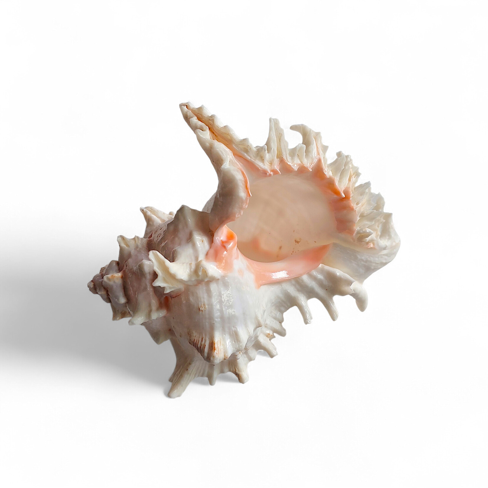 Ramose Murex Shell - Small