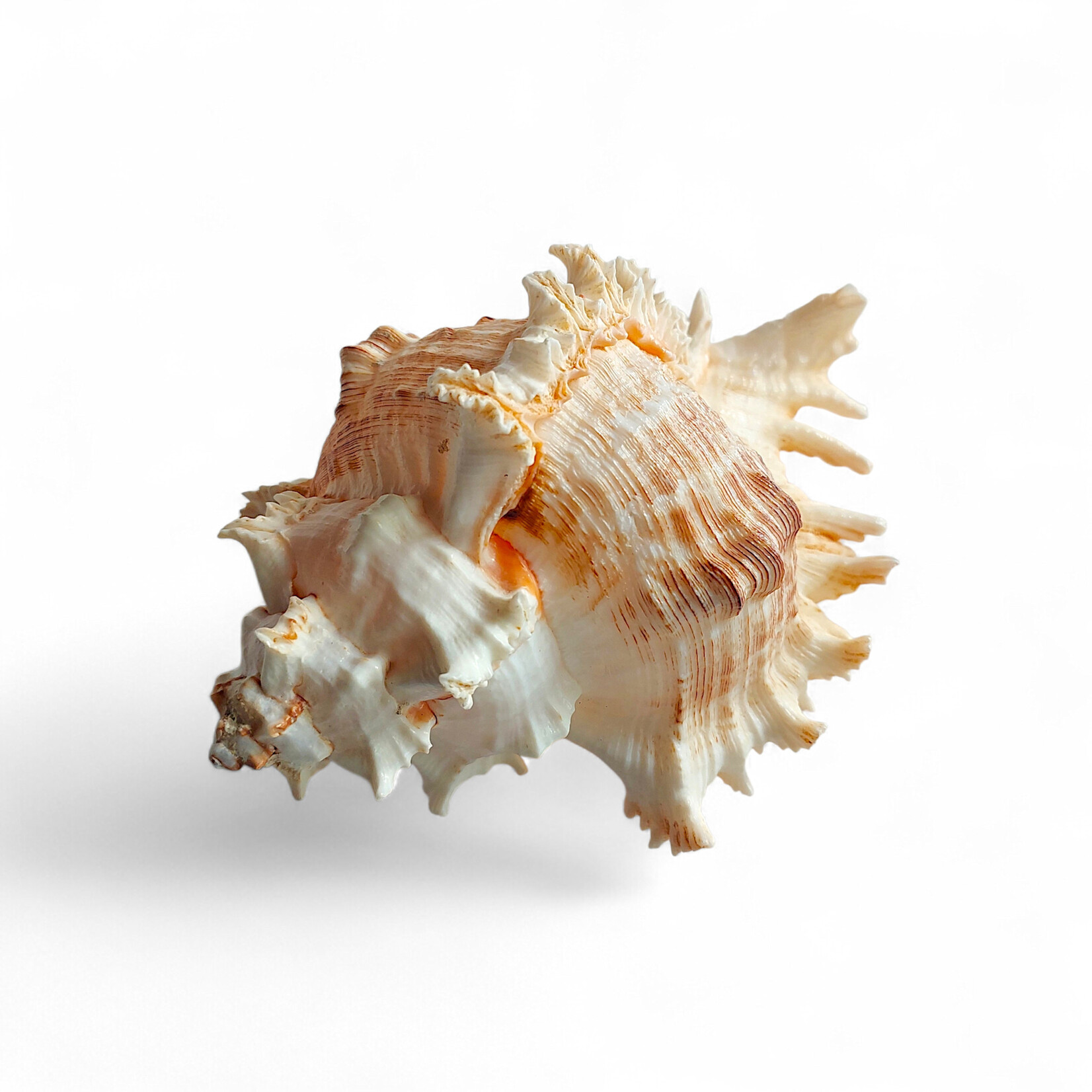 Ramose Murex Shell - Small