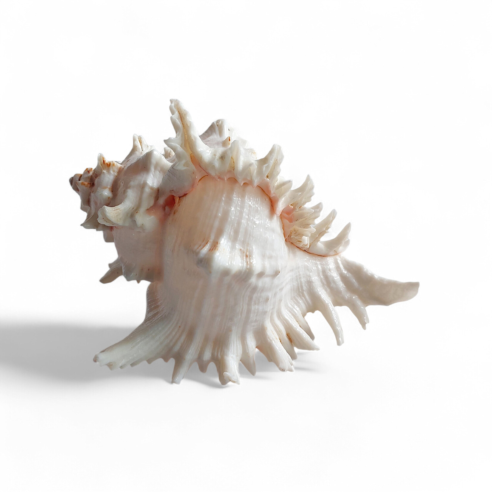 Ramose Murex Shell - Large