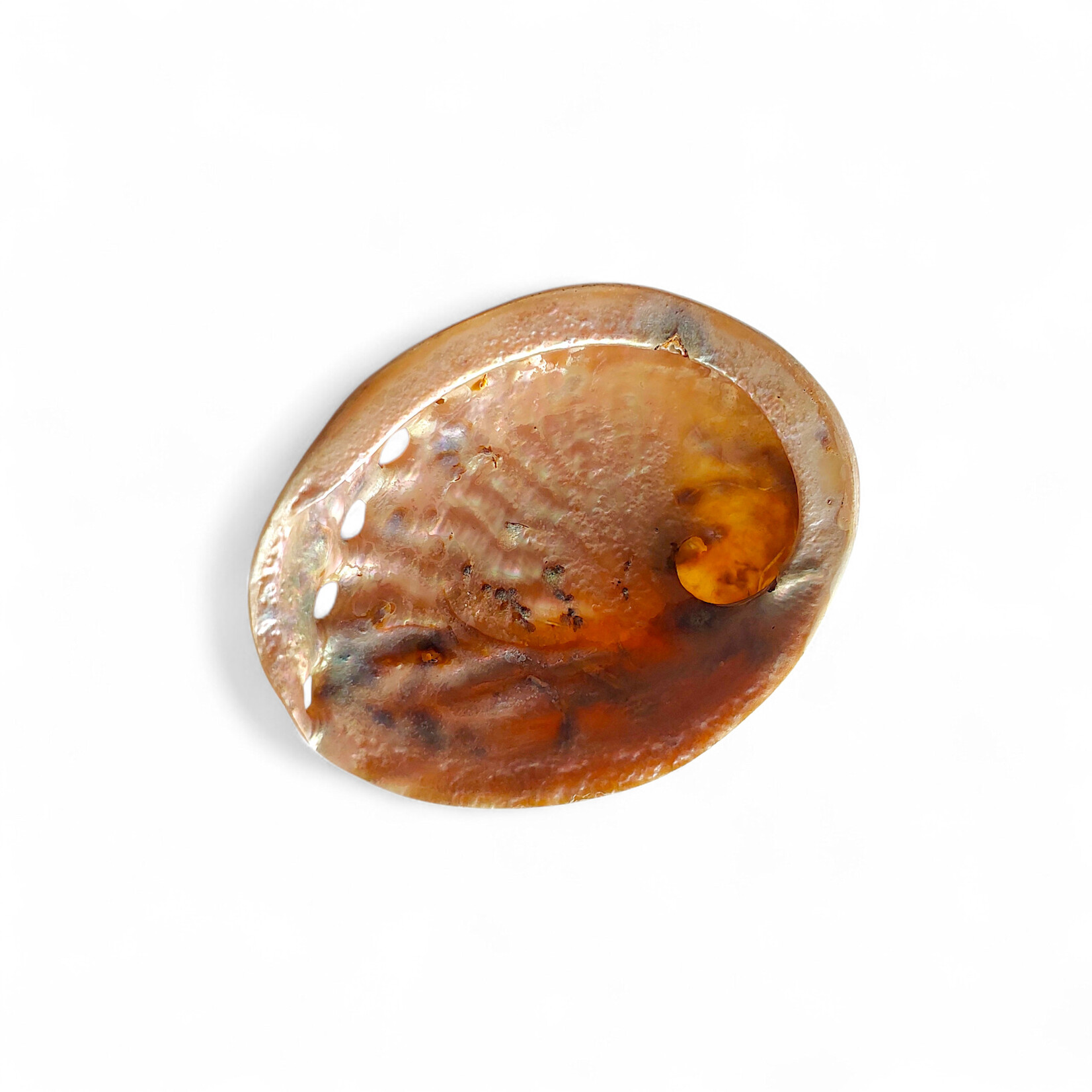 Red Paua Shell