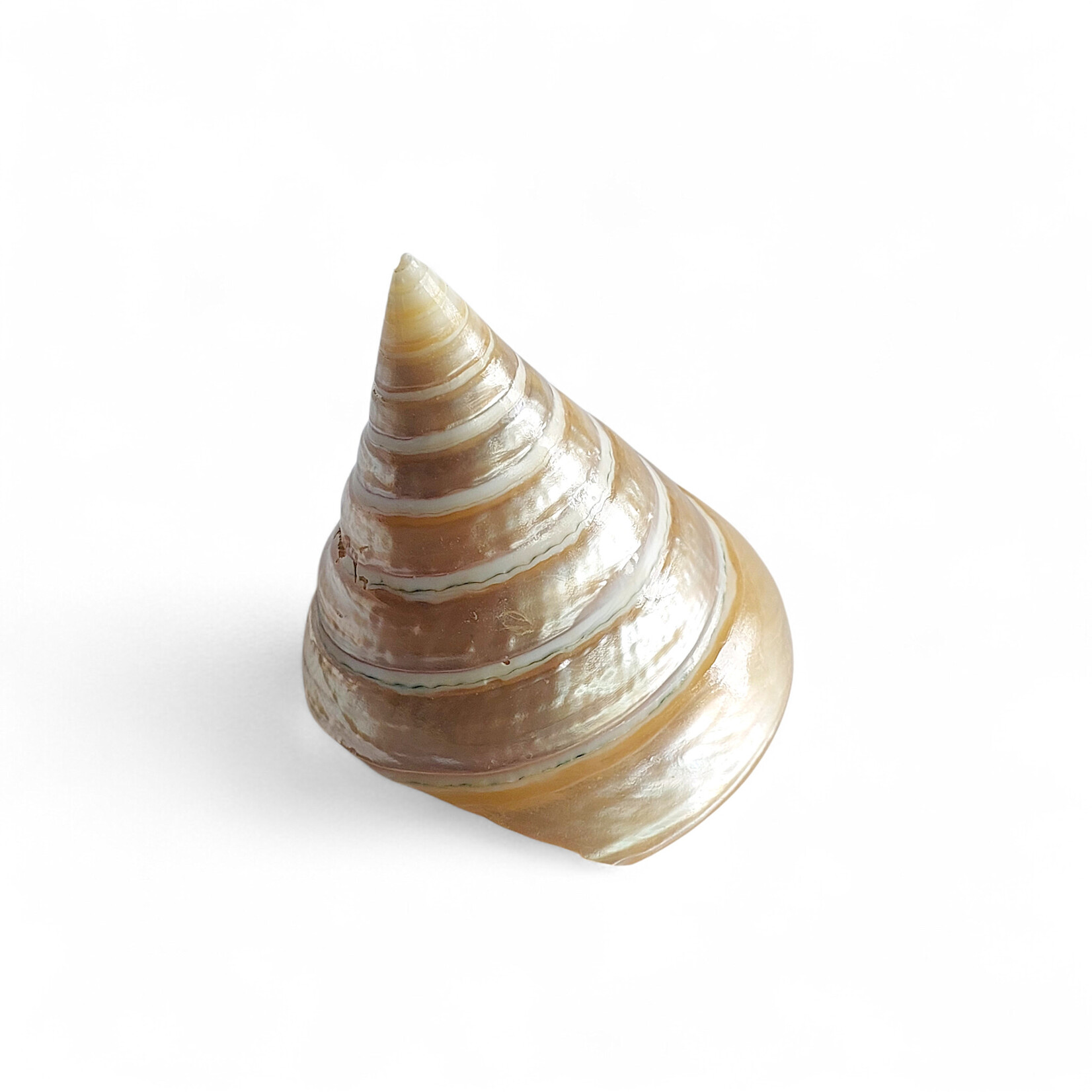 Pearly Top Shell