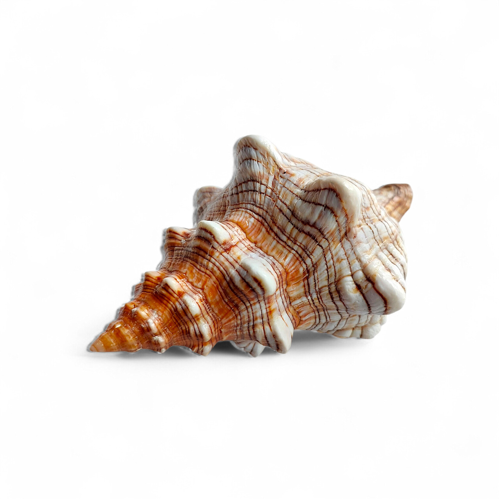 Striped Fox Shell