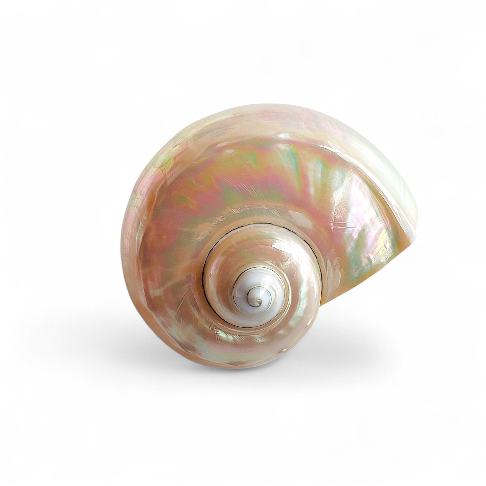 Mother of Pearl Turbo Marmoratus Shell
