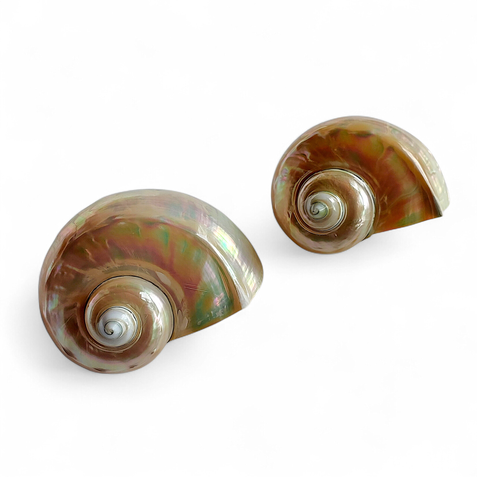 Mother of Pearl Turbo Marmoratus Shell