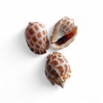 Cherckerboard Bonnet Shell