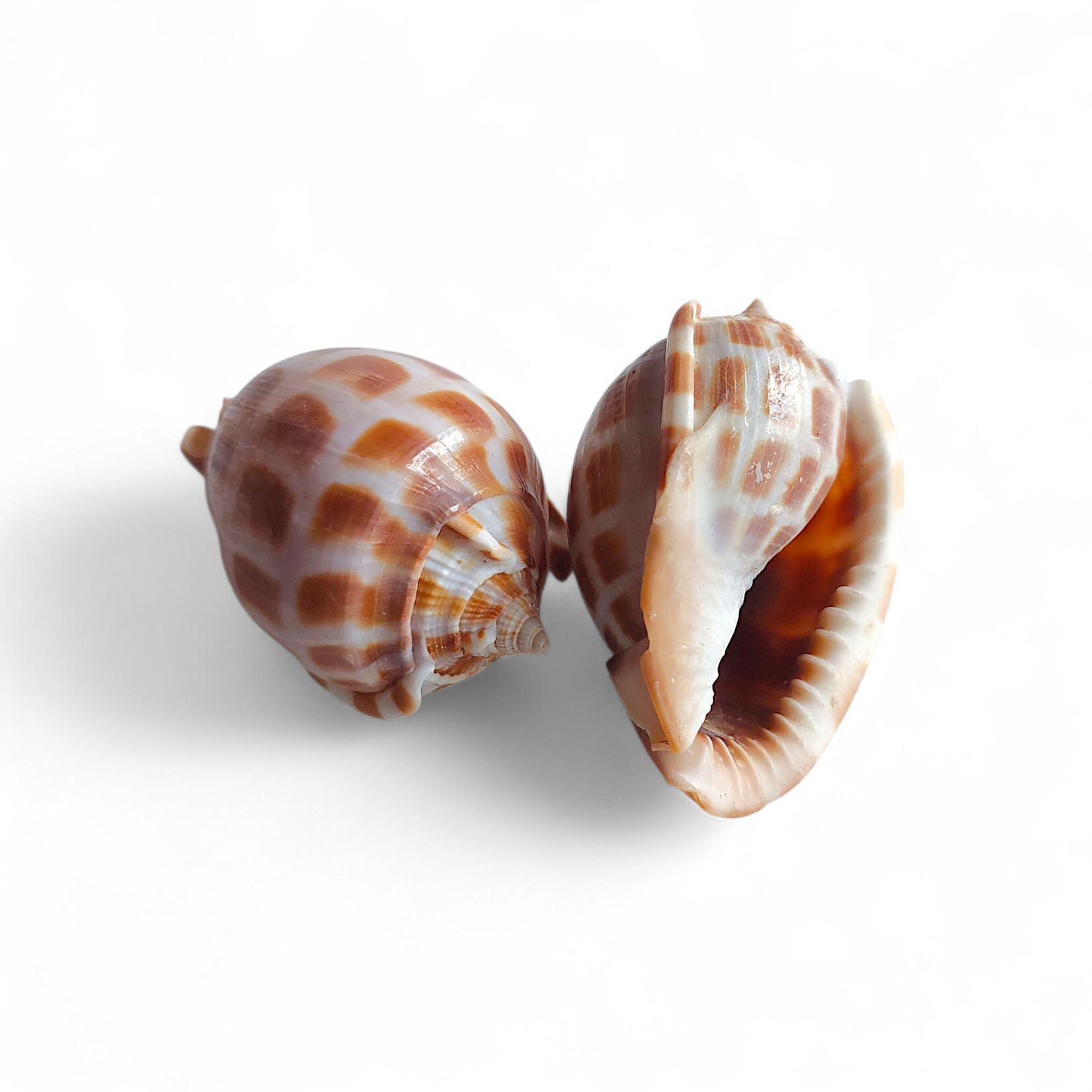 Checkerboard Bonnet Shell