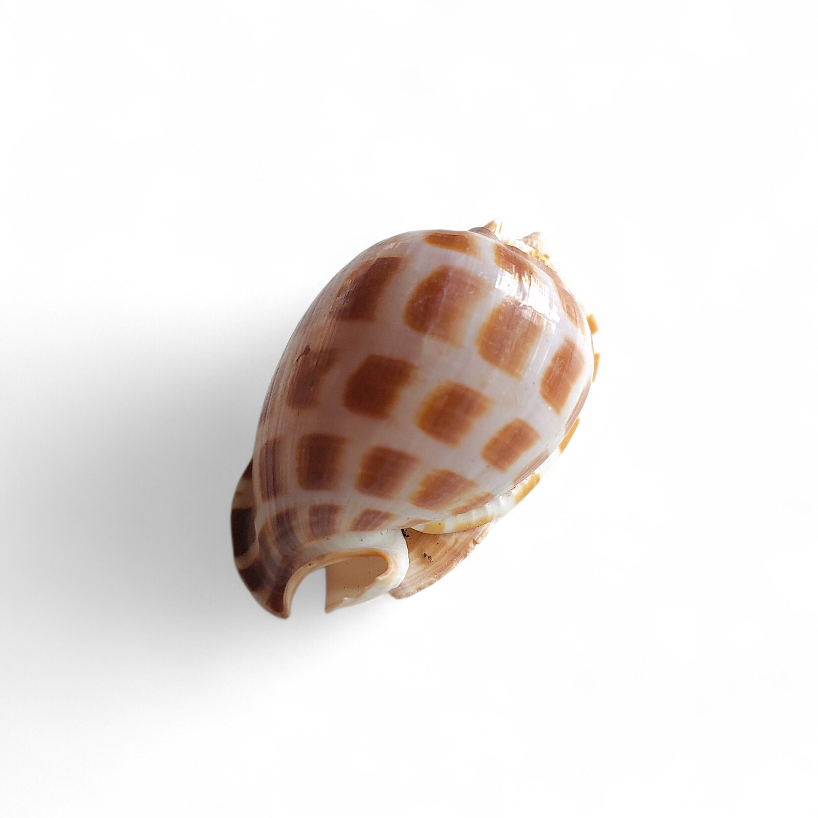 Checkerboard Bonnet Shell