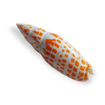 Episcopal Miter Shell