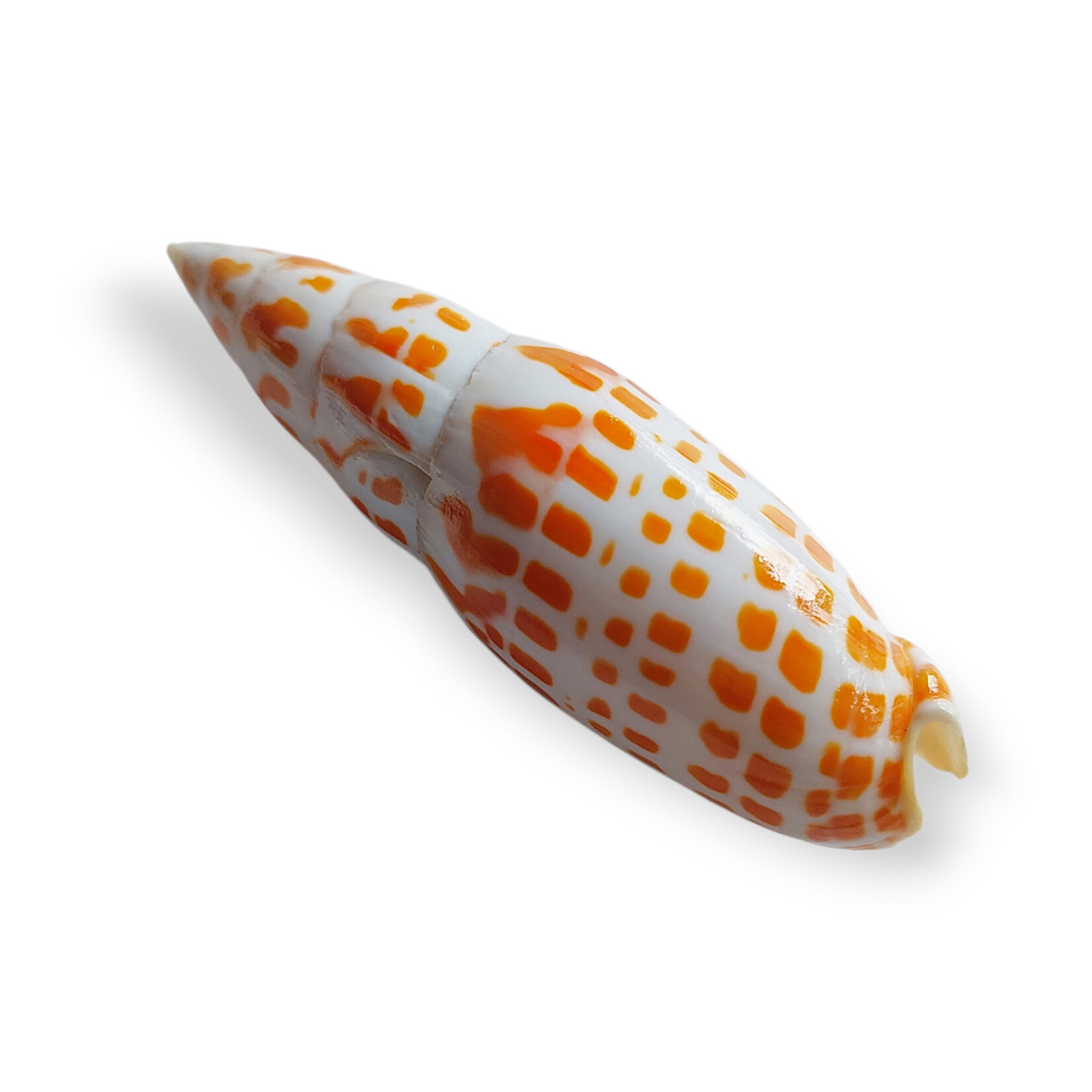 Episcopal Miter Shell