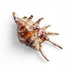Spider Conch Shell Small
