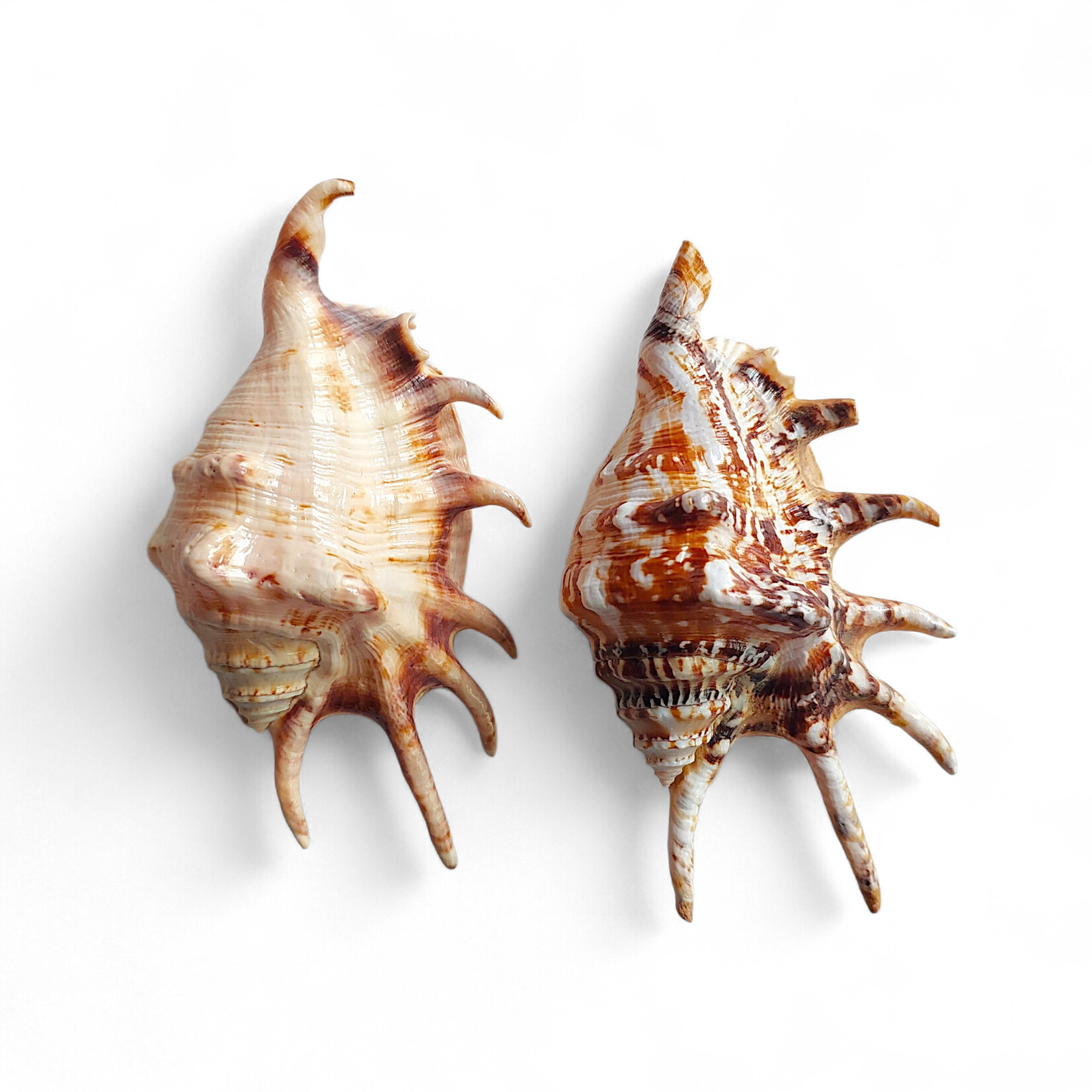 Spider Conch Shell Small