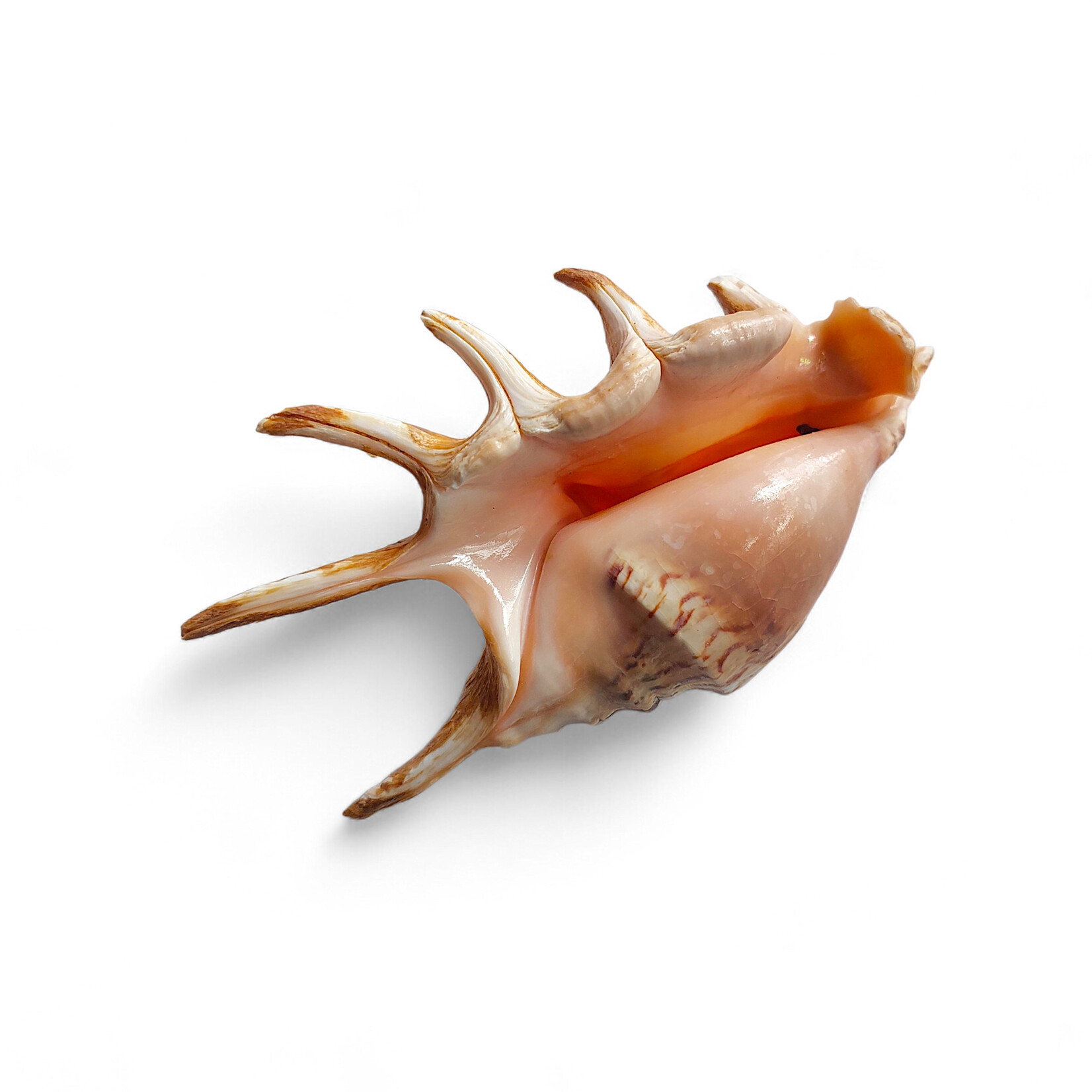 Spider Conch Shell Small