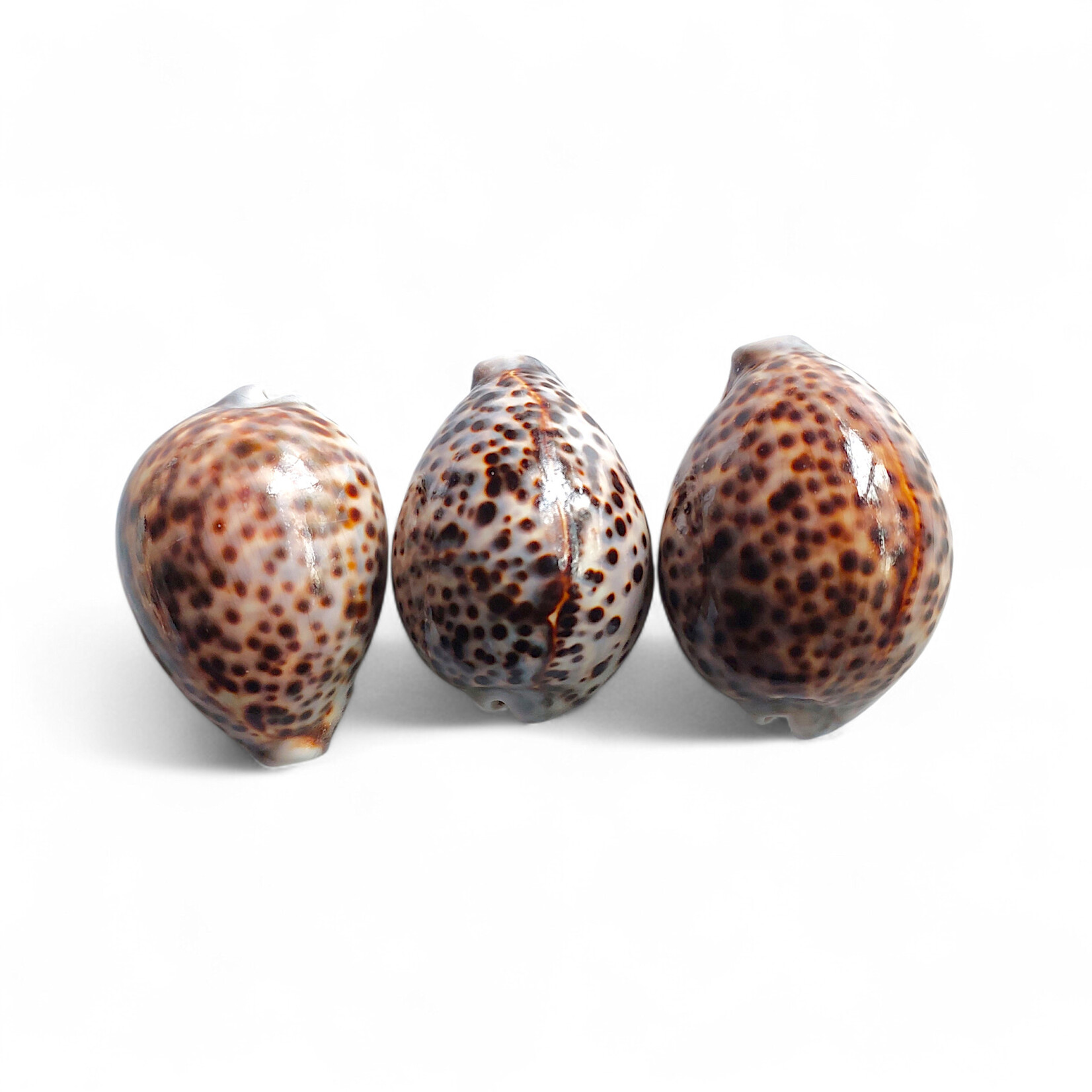 Tiger Cowry Shell