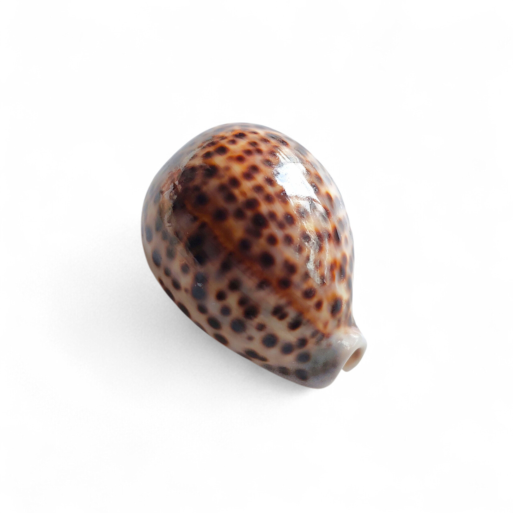 Tiger Cowry Shell