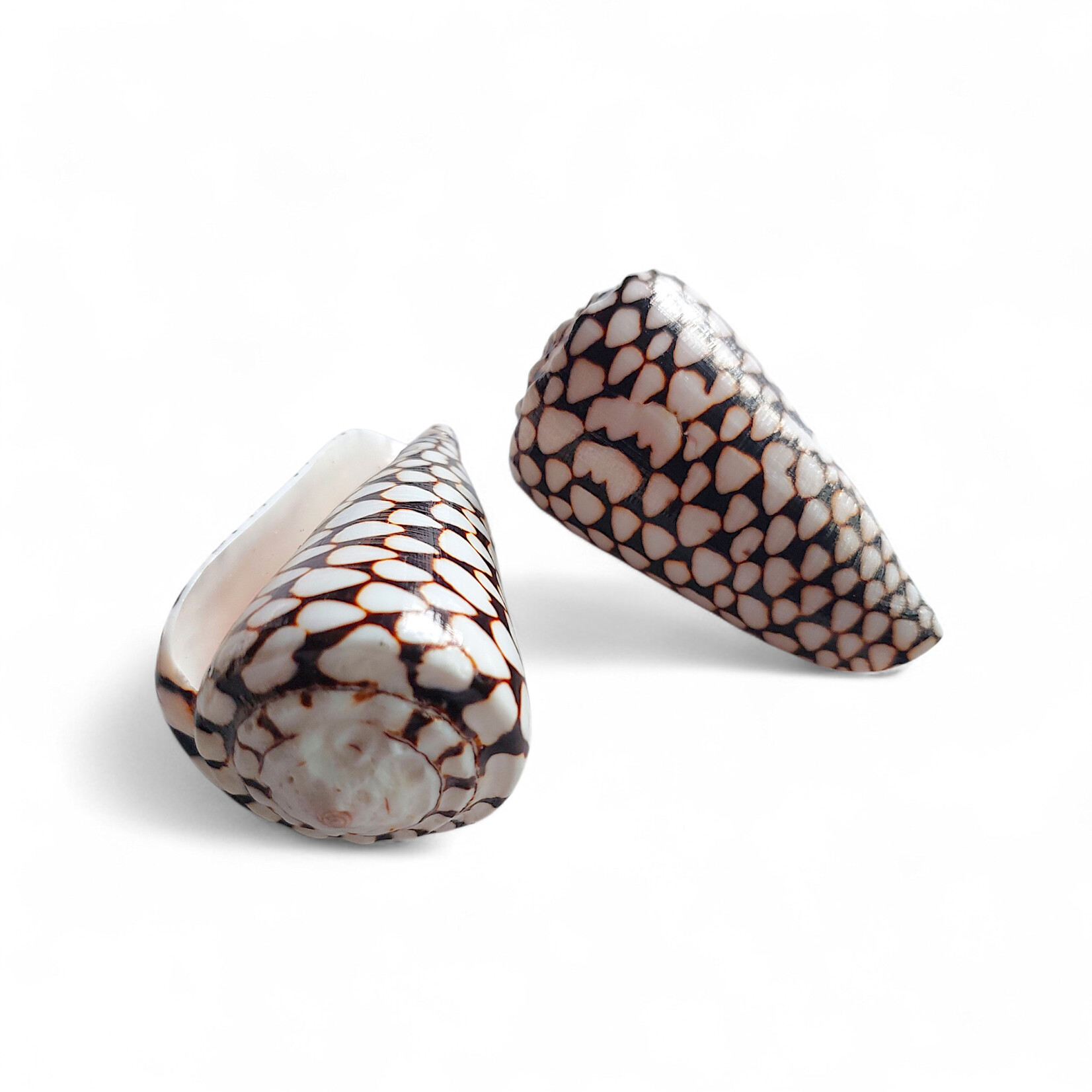 Marbled Cone Shell