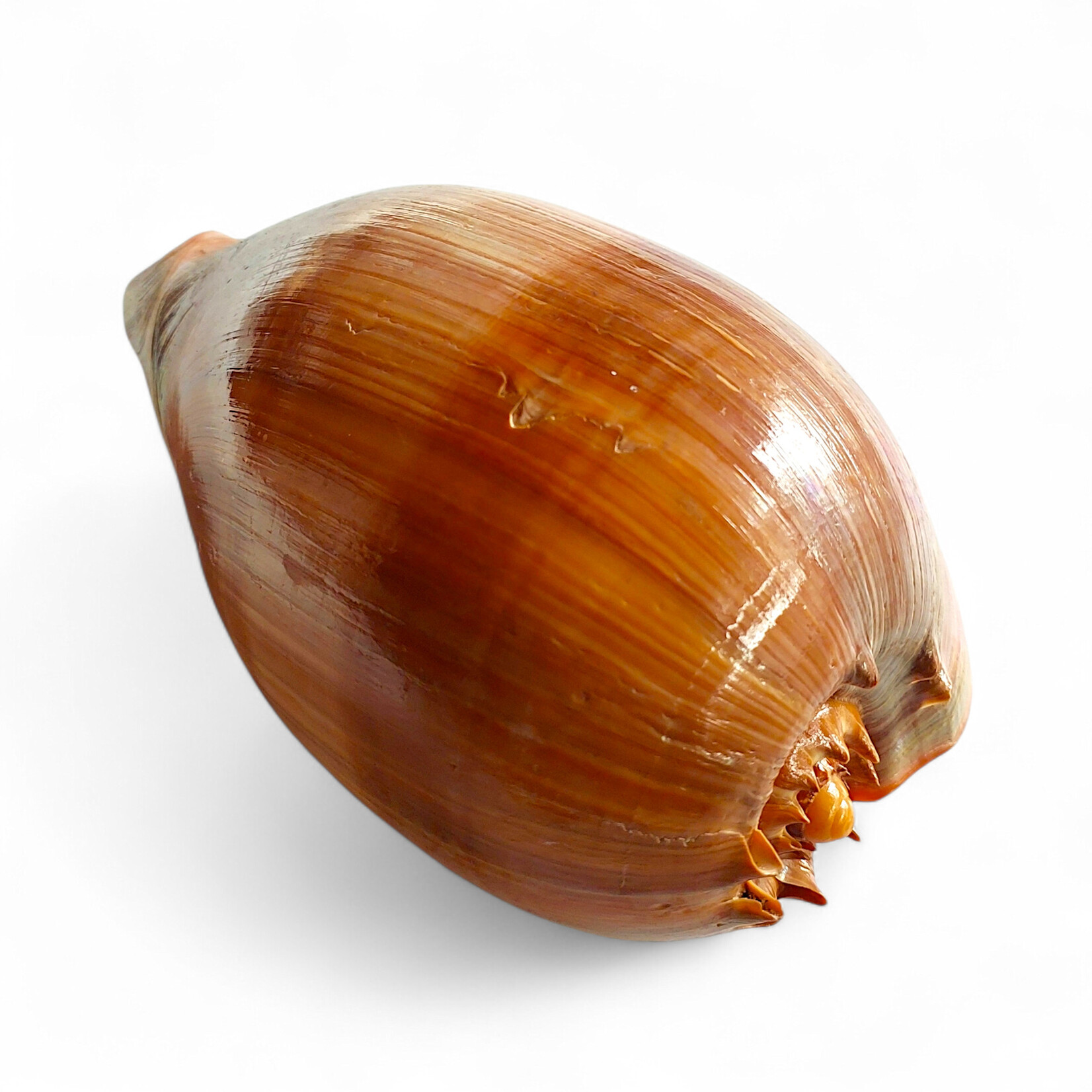 "Melon" Melo Melo Shell - Large