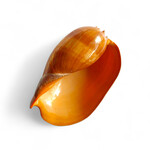 "Melon" Melo Melo Shell - Medium