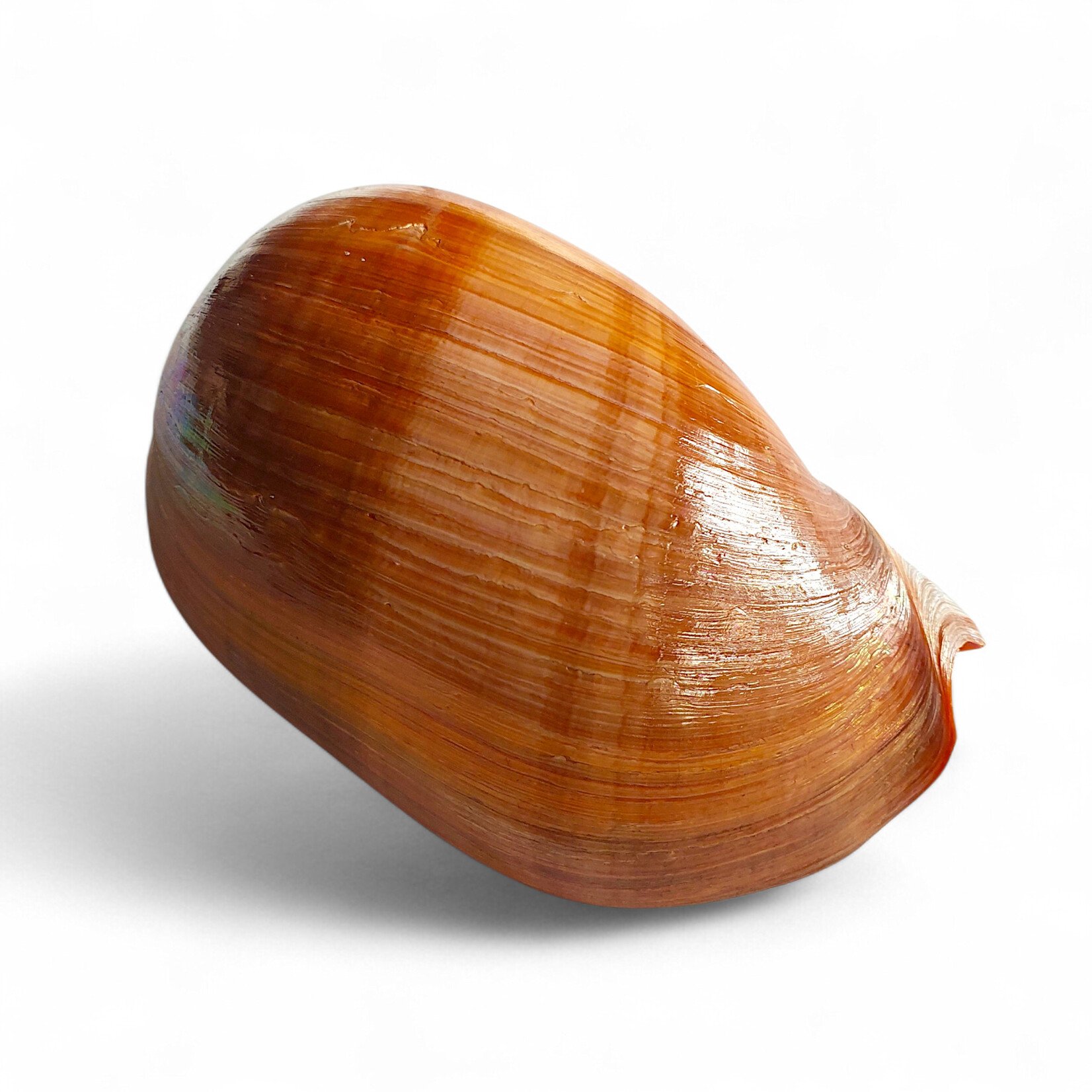 "Melon" Melo Melo Shell - Medium