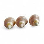 Pearlized Turbo Shell