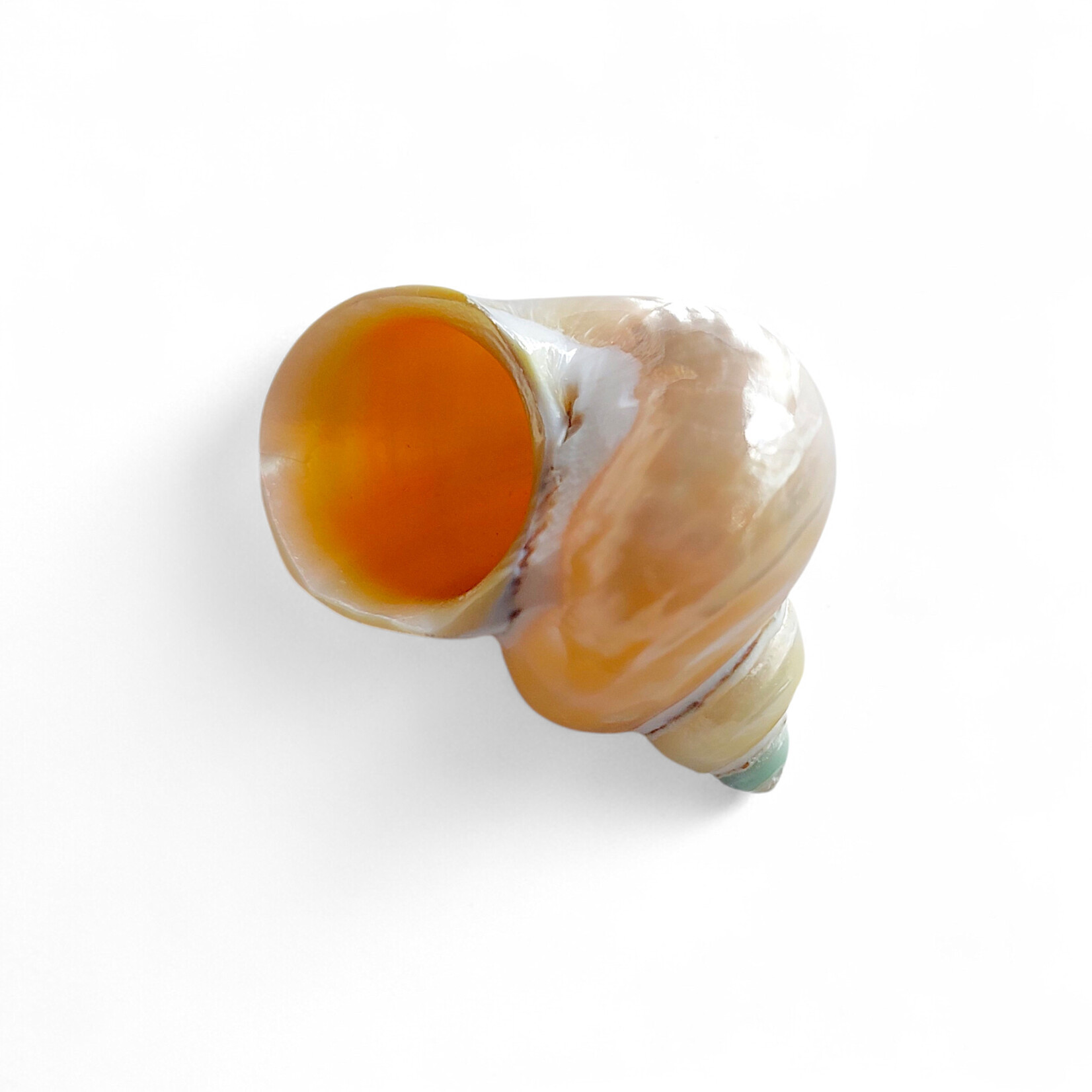 Pearlized Turbo Shell