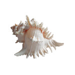 Ramose Murex Shell - Small