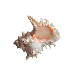 Ramose Murex Shell - Large