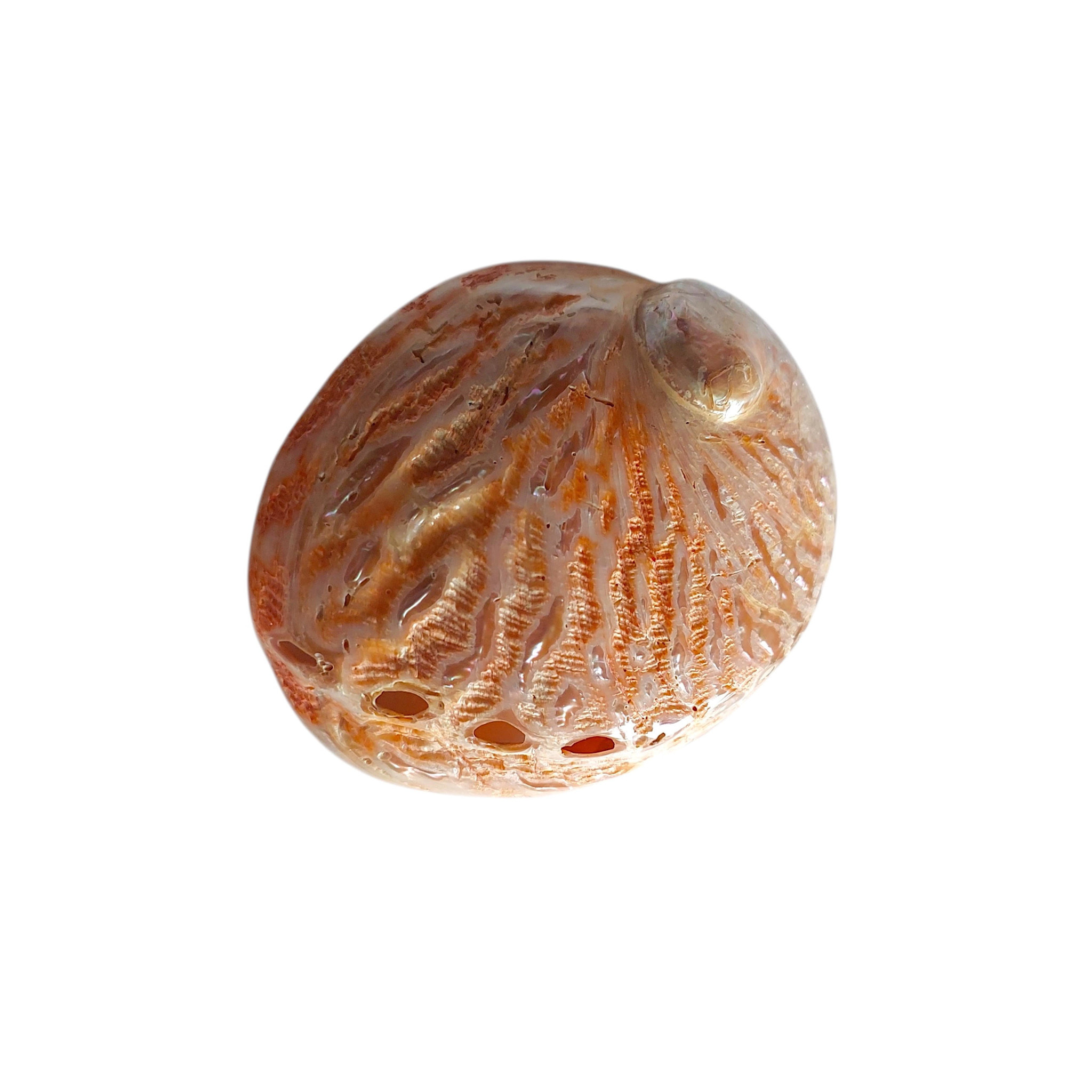 Red Paua Shell - Maka Imports