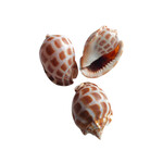 Checkerboard Bonnet Shell