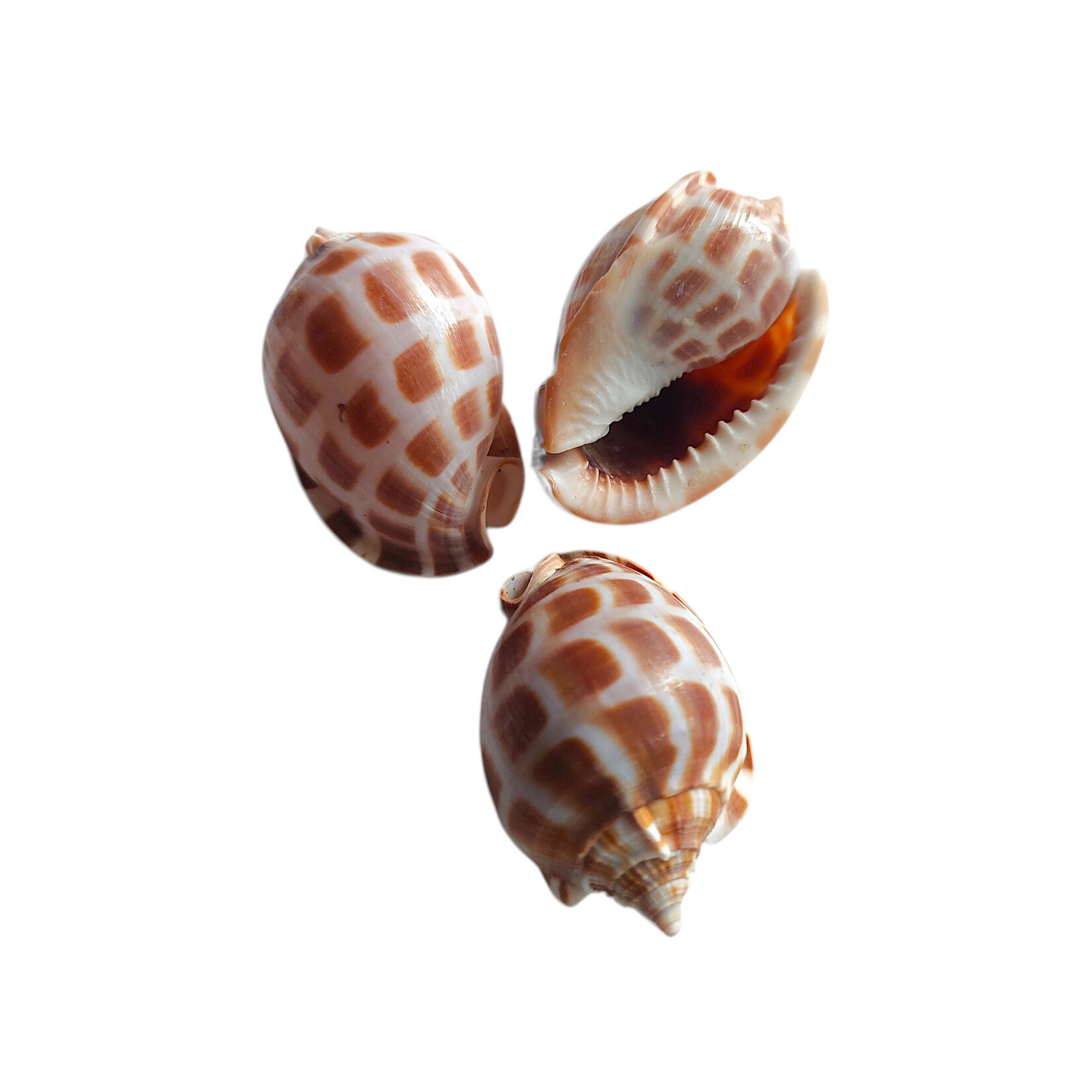 Checkerboard Bonnet Shell