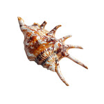 Spider Conch Shell Small