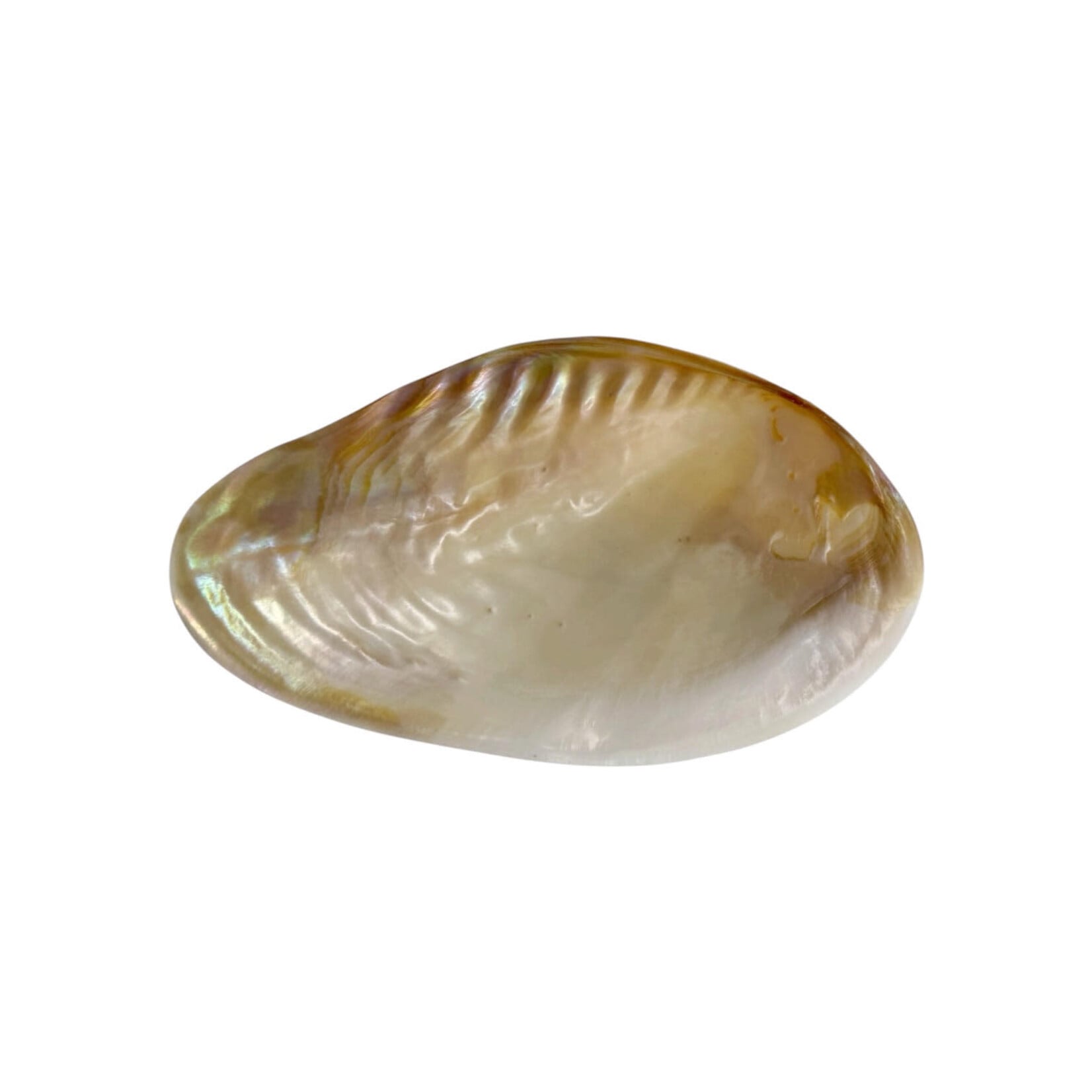 Natural White Shell Dish