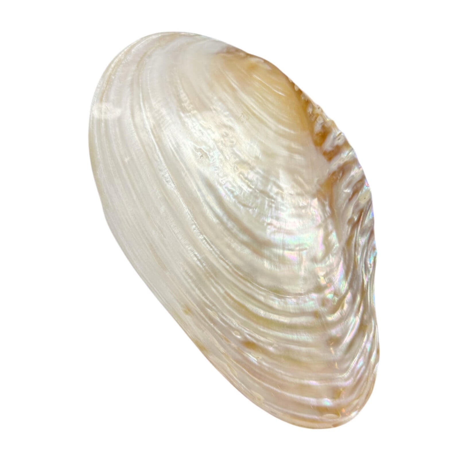 Natural White Shell Dish